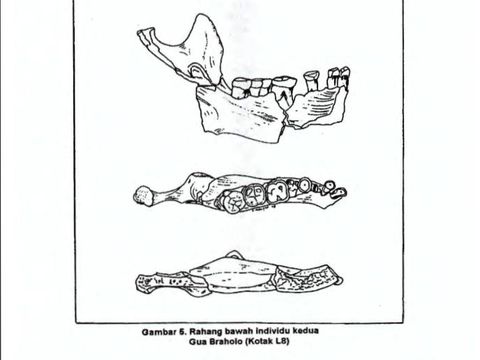 Gambar sisa fauna yang ditemukan di Gua Braholo, Gunungkidul, dalam jurnal Berkala Arkeologi Vol 19 No 1 Tahun 1999.