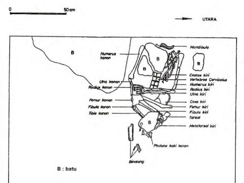Gambar sisa fauna yang ditemukan di Gua Braholo, Gunungkidul, dalam jurnal Berkala Arkeologi Vol 19 No 1 Tahun 1999.