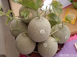 Petani Milenial Lamongan Sukses Budi Daya Melon Fujisawa Secara Organik