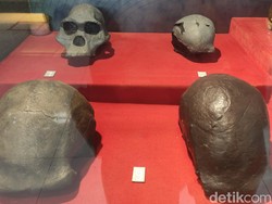 Melihat Tengkorak Manusia Fosil Ngawi I yang Jadi Cagar Budaya Nasional