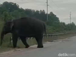Dulu Viral Masuk Tol, Gajah Liar Codet Kini Terekam Warga Melintas di Duri