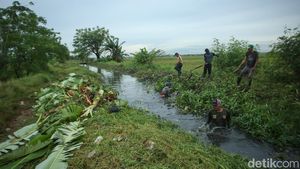 Antisipasi Banjir, Aliran Kali Tertutup Tanaman Liar Dibabat
