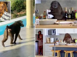 Rayakan Ulang Tahun di Afrika, yang Datang Kera eh Minum Alkohol Lagi