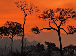 Bisakah Presiden Terpilih Brasil Lula da Silva Selamatkan Hutan Amazon?