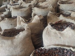 Mulai Dilirik, Ekspor Kakao Biji Asal Sumut Tembus Rp 39,6 M