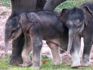 Langka! Gajah Asia Berhasil Lahirkan Anak Kembar