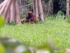 Cerita Ozon sang Orang Utan Legendaris yang Pernah Isap Rokok