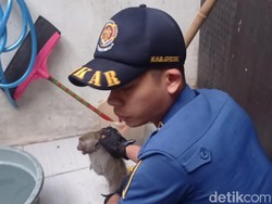 Monyet Liar Bikin Warga Gresik Resah, Masuk Rumah Acak-acak Jemuran