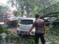 Angin Kencang Tumbangkan Pohon di Kota Probolinggo Timpa Mobil-Kabel Listrik