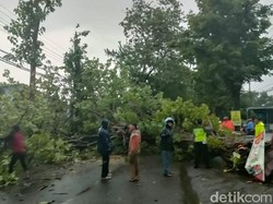 Hujan Disertai Angin Kencang Tumbangkan Delapan Pohon di Pasuruan