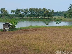 Puluhan Hektare Padi di Lamongan Mati Diduga Tercemar Limbah Pabrik