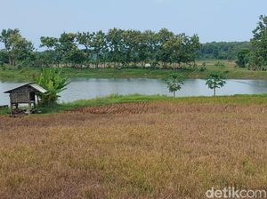 Puluhan Hektare Padi di Lamongan Mati Diduga Tercemar Limbah Pabrik Puluhan Hektare Padi di Lamongan Mati Diduga Tercemar Limbah Pabrik