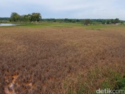 Tragedi 5 Hari Cemaran Limbah Bikin Mati Puluhan Hektare Padi