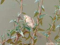 Selain Matikan Padi, Limbah Pabrik Lamongan Juga Cemari Waduk Desa