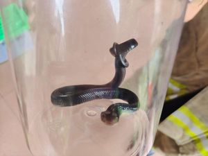 Anak Kobra Nongol di Samping Kasur Bikin Kaget Warga Lagi Rapat Daring