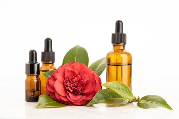 Camelia oil digunakan untuk membantu mengatasi tanda penuaan kulit
