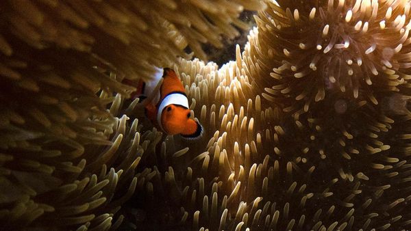 Cantiknya Alam Bawah Laut di Pantai Balanan Situbondo