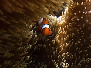 Cantiknya Alam Bawah Laut di Pantai Balanan Situbondo