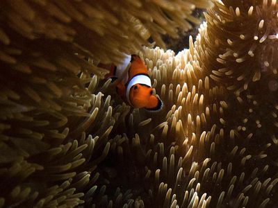 Cantiknya Alam Bawah Laut di Pantai Balanan Situbondo