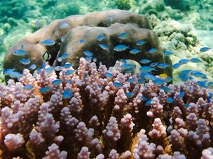 Top! Farmasi UI & BRIN Kembangkan Bahan Baku Obat Kanker dari Biota Laut Top! Farmasi UI & BRIN Kembangkan Bahan Baku Obat Kanker dari Biota Laut