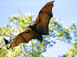 Ekolokasi Adalah: Pengertian, Cara Kerja, dan Contohnya