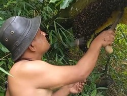 Cerita Warga Saksikan Kehebatan Ewok Jarot Jinakkan Lebah di Hutan