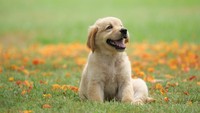 Bolehkah Muslim Memelihara Anjing? Ini Penjelasan Menurut Islam