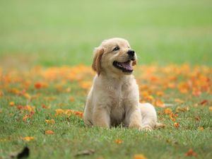 6 Penyebab Anjing Mengejar Ekornya Sendiri 6 Penyebab Anjing Mengejar Ekornya Sendiri