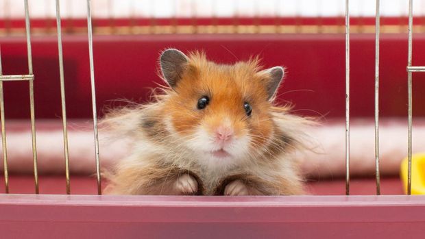 Ilustrasi hamster