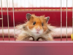 Peneliti Rekayasa Virus Ebola, Apakah Virus Mutan Itu Ada?