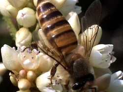 Jumlah Hewan Penyerbuk Menciut, Ancam Nyawa 427 Ribu Orang per Tahun