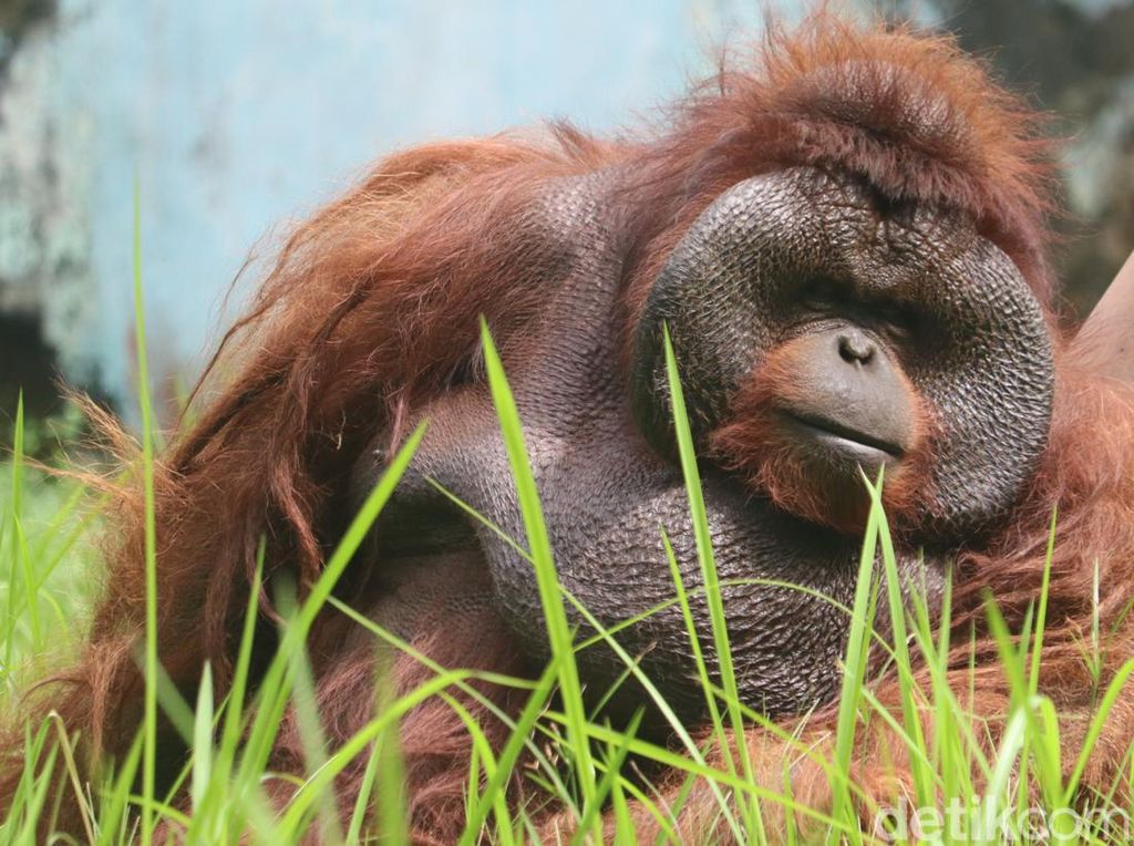 Kegendutan, Ozon si Orang Utan di Bunbin Bandung Harus Diet Kegendutan, Ozon si Orang Utan di Bunbin Bandung Harus Diet