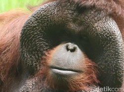 Rahasia Panjang Umur Ozon Orang Utan Legendaris di Bandung