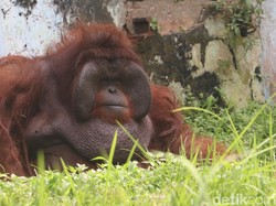 Kisah Ozon si Orang Utan Warnai Kisah Cinta Pasutri Bandung