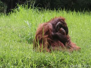 Ozon Orang Utan Legendaris Itu Kesepian di Usia Tua