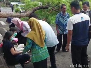 Pohon Tumbang Timpa Pemotor di Probolinggo, Ibu Hamil yang Dibonceng Syok Berat Pohon Tumbang Timpa Pemotor di Probolinggo, Ibu Hamil yang Dibonceng Syok Berat