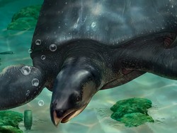 Penyu Raksasa Ditemukan di Spanyol, Terbesar di Dunia