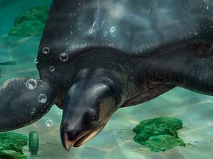 Penyu Raksasa Ditemukan di Spanyol, Terbesar di Dunia Penyu Raksasa Ditemukan di Spanyol, Terbesar di Dunia