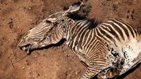 Pilu Zebra Grevy Paling Langka di Dunia Terancam Punah