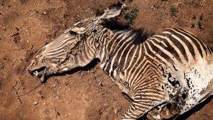 Pilu Zebra Grevy Paling Langka di Dunia Terancam Punah