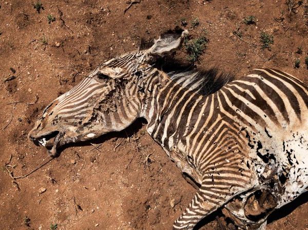 Pilu Zebra Grevy Paling Langka di Dunia Terancam Punah