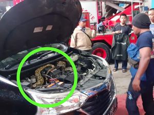 Piton 5 Meter Melilit di Mobil Warga Parepare, Gigit Petugas Saat Dievakuasi