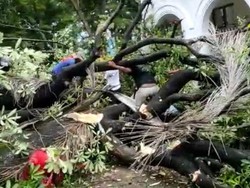 Detik-detik 2 Buruh Bangunan Tertimpa Pohon Tumbang di PN Makassar