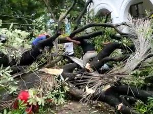 Pohon Tumbang di Depan PN Makassar Timpa Warga, Korban Dilarikan ke RS Pohon Tumbang di Depan PN Makassar Timpa Warga, Korban Dilarikan ke RS