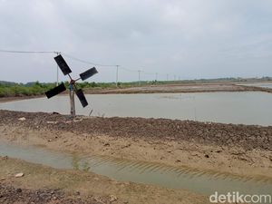 Dilema Petani Garam Cirebon: Harga Sedang Tinggi Tapi Tak Bisa Produksi