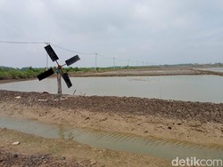 Dilema Petani Garam Cirebon: Harga Sedang Tinggi Tapi Tak Bisa Produksi