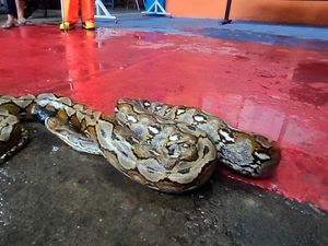 Petugas Damkar Evakuasi Ular Piton yang Bersarang di Mesin Mobil