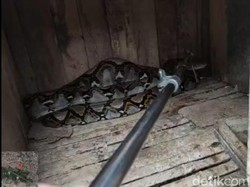 Piton 3 Meter Berperut Buncit Ditangkap di Kandang Ayam Warga Gresik