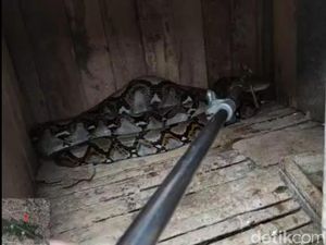 Piton 3 Meter Berperut Buncit Ditangkap di Kandang Ayam Warga Gresik Piton 3 Meter Berperut Buncit Ditangkap di Kandang Ayam Warga Gresik