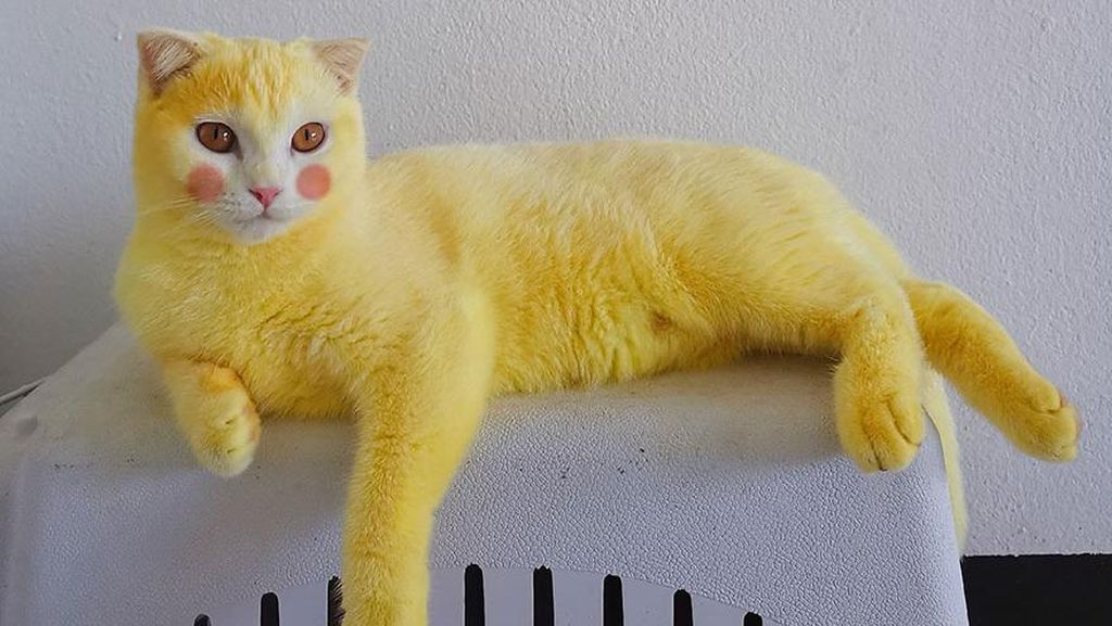 Gemes! Kucing Ini Jadi Berubah Warna Kuning Gegara Pakai Kunyit